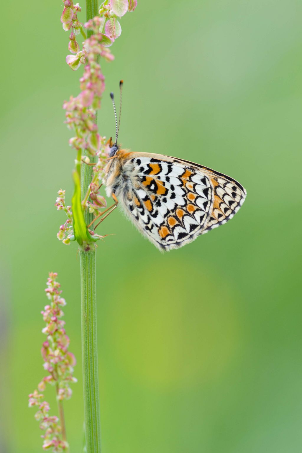 Conferma Melitaea ornata